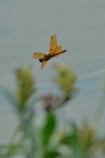 SNY00079_LShN_cr.jpg