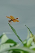 SNY00140_LShN_cr.jpg