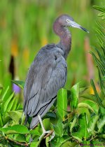 DSC_3054_001.JPG