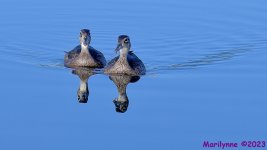 DSC_3071_001.JPG