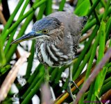 DSC_3145_001.JPG