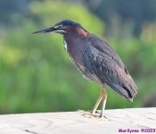 DSC_3154_001.JPG