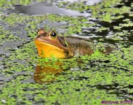 DSC_3220_001.JPG