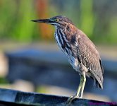 DSC_3242_001.JPG