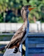 DSC_3295_001.JPG