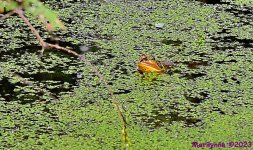 DSC_3301_001.JPG