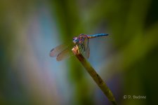 _DAB2097-DeNoiseAI-low-light.jpg