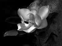 MagnoliaBW.jpg