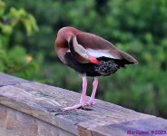 DSC_3483_001.JPG