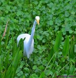DSC_3492_001.JPG
