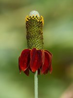 ConeFlower5.jpg