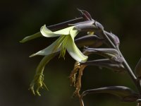 Puya.jpg