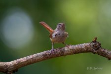 _DAB0873-DeNoiseAI-standard-3.jpg