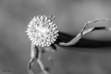 MacroAbstract-15.jpg