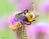 BeesFacetoFace-15.jpg