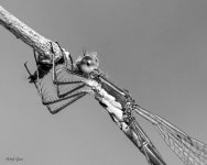 DamselBW-15.jpg