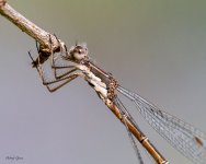 Damselfly-15.jpg