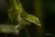 _DAB2831-SharpenAI-Focus.jpg