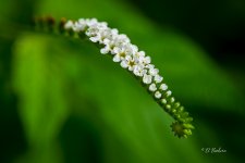 _DAB2816-SharpenAI-Focus.jpg
