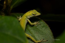 _DAB2915-SharpenAI-Focus-2.jpg