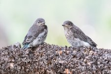 MtnBBFledge-21.jpg