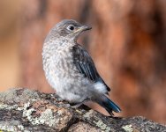 MtnBBFledge-22.jpg