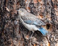MtnBBFledge-23.jpg