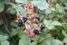 DSC_1876.JPG