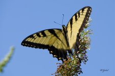 B is for butterfly small.jpg