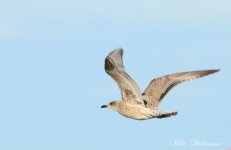 DSC_8477_021.JPG