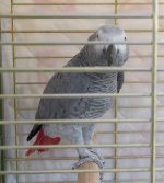 Parrot.jpg