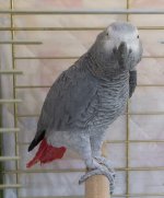 Parrot2.jpg