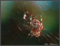 spider 3.JPG