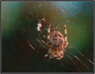 spider 3.JPG