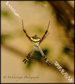 DSC__WLP_0001-113.jpg