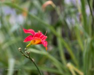 DSC_4453_7188.jpg