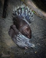 porcupine-1.jpg