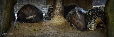porcupine-3.jpg