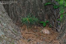 216 Tree in a Tree-130804_01.jpg