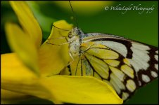 DSC__WLP_0001-118.jpg