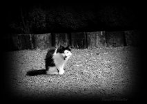 cat b&w dark edge watermark.jpg