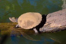 DSC_1093.jpg
