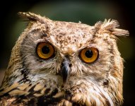 Owl-1.jpg