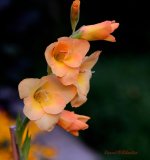 Flower close1-WM.jpg Flower close1-WM.jpg
