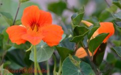 Flower close2 - WM.jpg Flower close2 - WM.jpg