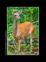 Deer-1.jpg
