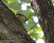 217 Nuthatch-130805-01_01.jpg