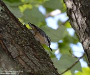 217 Nuthatch-130805-05_01.jpg