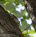 217 Nuthatch-130805-06_01.jpg