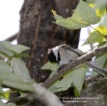217 Chickadee-130805-05_01.jpg